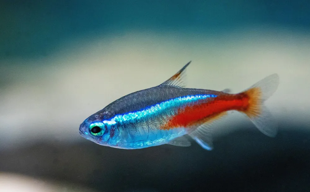Neonsalmler DNZ, Größe M (Paracheirodon innesi), Größe M Sichere Zahlung