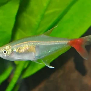 Rotflossen-Glassalmler (Prionobrama filigera) Saisonangebot