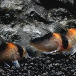 Adolfos Panzerwels DNZ (Corydoras adolfoi) Kracherpreis