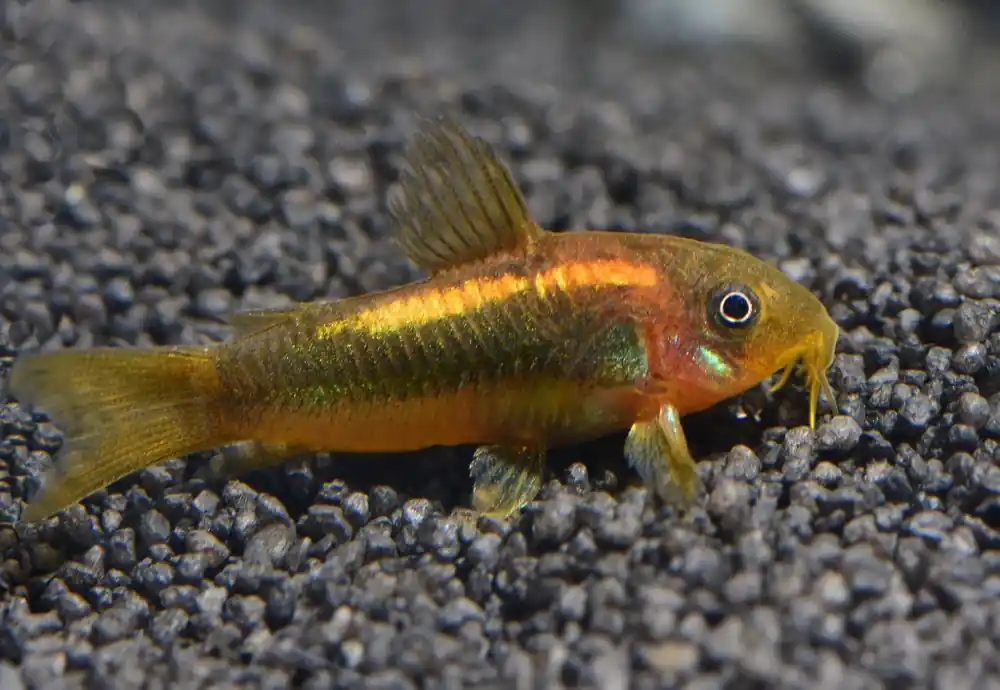 Garantierte Lieferung Golden Stripe Panzerwels DNZ (Corydoras aeneus golden stripe CW10)