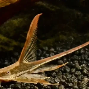 Sonderaktion Goldbart-Störwels DNZ (Sturisoma/Sturisomatichthys aureum)