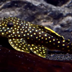 Abverkauf Golden Nugget 8-10 cm (L 018 Baryancistrus xanthellus)