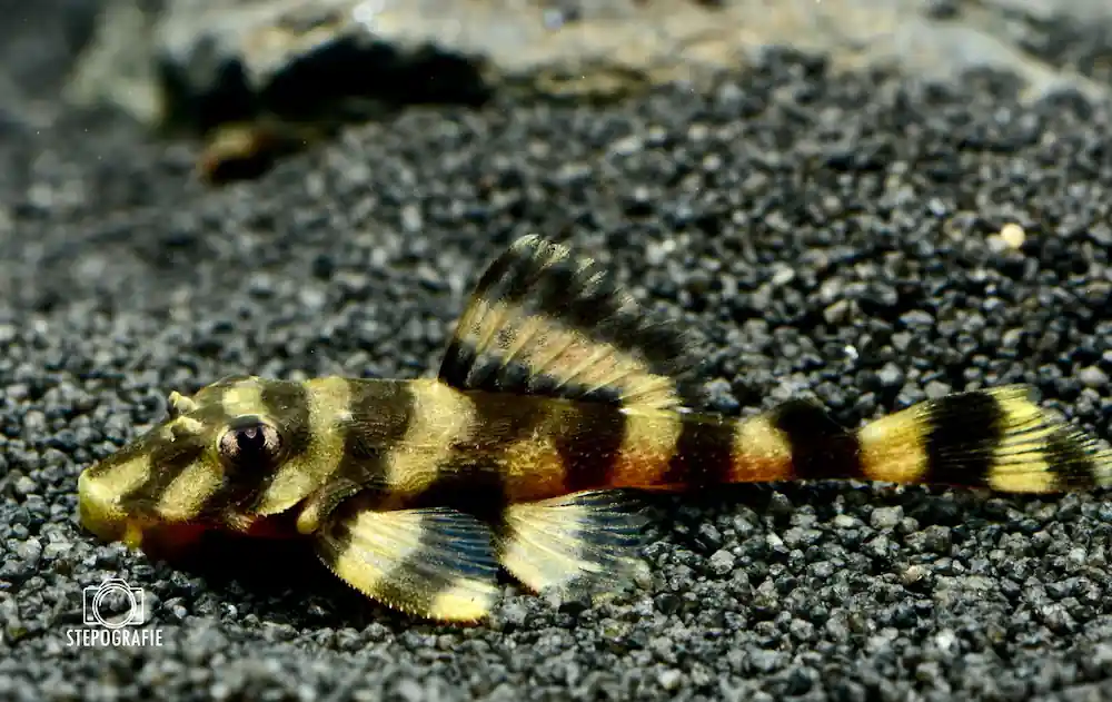 Atabapo-Schmetterlingsharnischwels "Butterfly Pleco" (Zonancistrus spec. L52) Geprüft