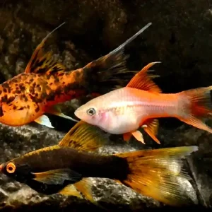 Lyretail-Schwertträger mix (Xiphophorus helleri) Preiswert