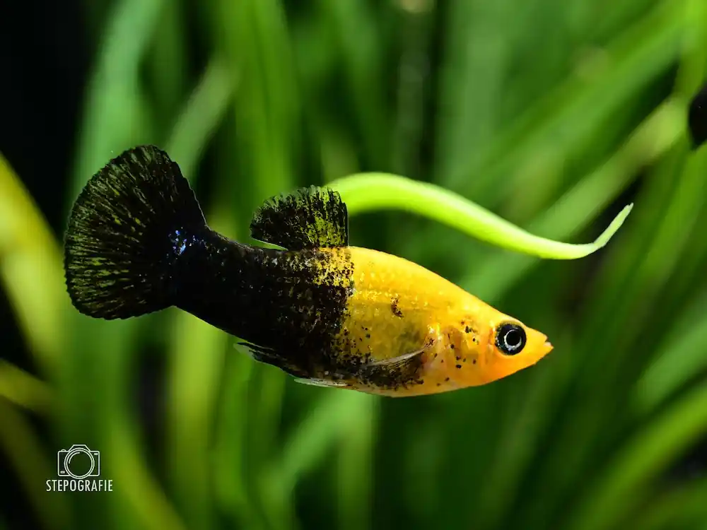 Neue Ware Brokat-Tuxedo Molly (Poecilia sphenops var.)
