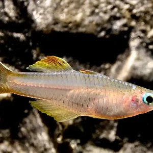 Ivantsoffs Regenbogenfisch / Blauauge (Pseudomugil ivantsoffi) Nur Für Kurze Zeit
