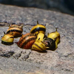 Geweihschnecke schwarz/gelb (Clithon diadema) Ausverkauf