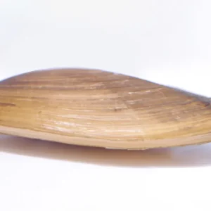 Schnäppchen Warmwassermuschel (Pilsbryoconcha exilis)