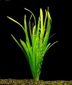 Neu Vallisneria gigantea -1 Bund mit 3 Pflanzen-