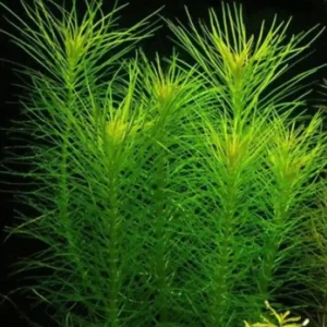 Neue Kollektion Indische Sternpflanze: Pogostemon erectus