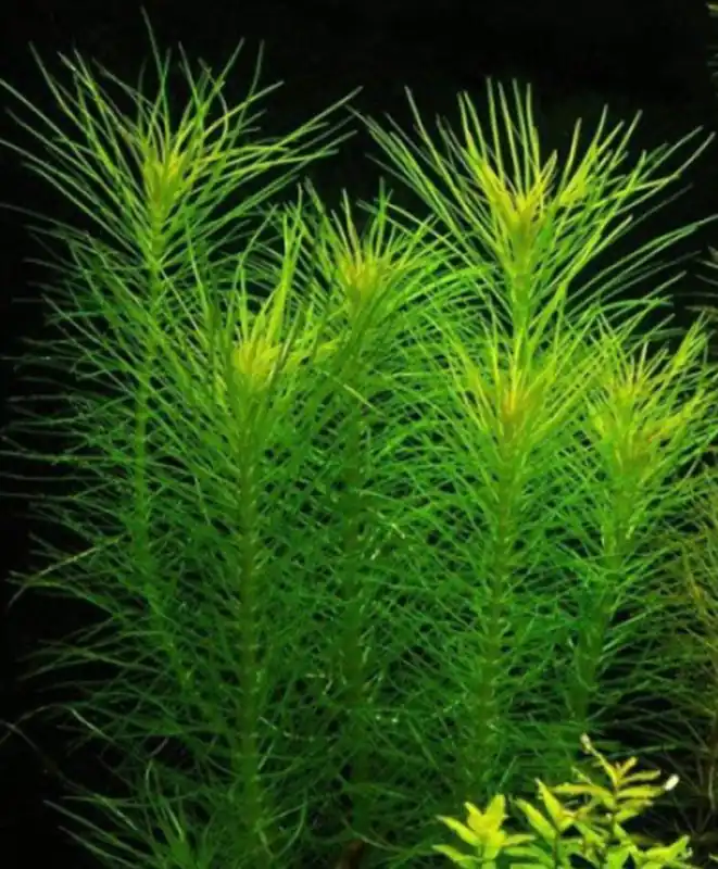 Neue Kollektion Indische Sternpflanze: Pogostemon erectus