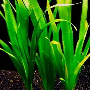 Riesenvallisnerie: Vallisneria gigantea -Bund mit 3 Pflanzen- Schnäppchen
