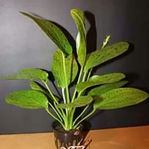 Top-Seller Ozelot Schwertpflanze: Echinodorus ozelot -grün- im Topf