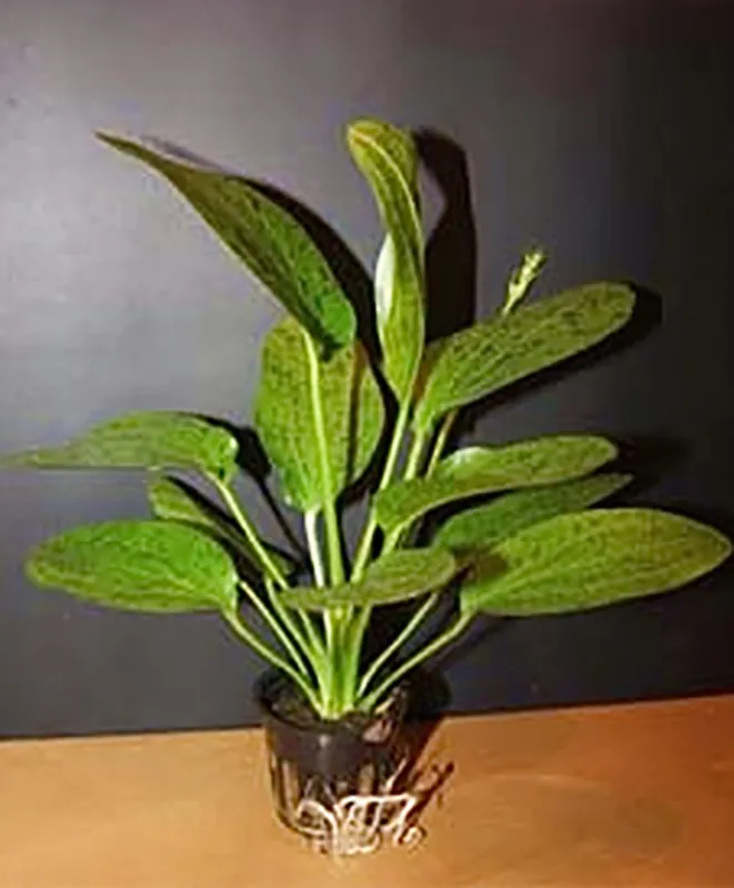 Top-Seller Ozelot Schwertpflanze: Echinodorus ozelot -grün- im Topf