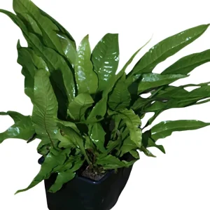 Javafarn Mutterpflanze – Microsorum pteropus mother plant Preisreduziert