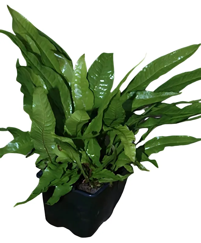 Javafarn Mutterpflanze – Microsorum pteropus mother plant Preisreduziert