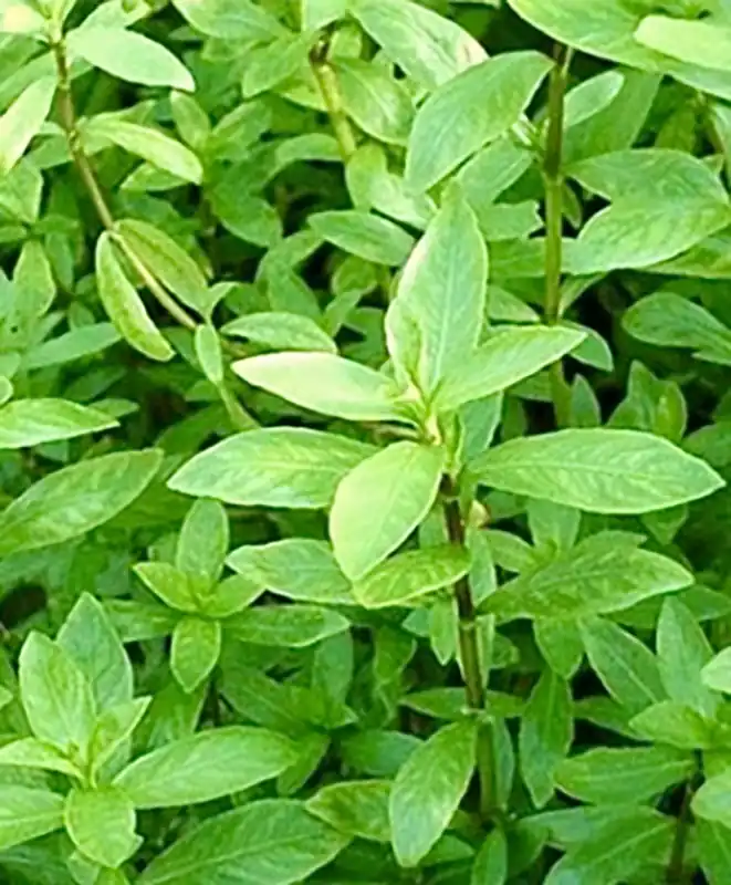 Beliebt Indischer Wasserfreund; Hygrophila polysperma im Bund