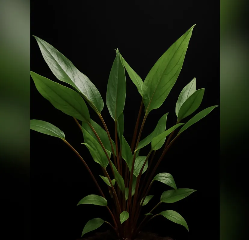 Becketts Wasserkelch (Cryptocoryne beckettii) im Topf Wochenendangebot
