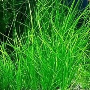 Schmalblättrige Vallisnerie (Vallisneria nana) im Bund Meistverkauft