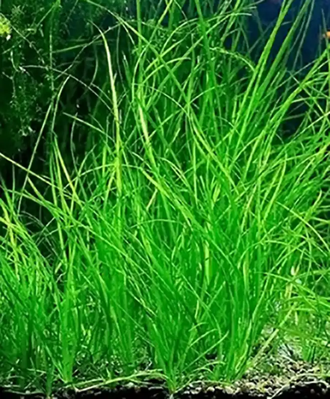 Schmalblättrige Vallisnerie (Vallisneria nana) im Bund Meistverkauft