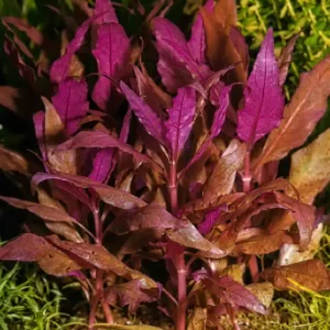 Dunkelrotes Papageienblatt: Alternanthera reineckii -Cardinalis- Direkt Vom Hersteller