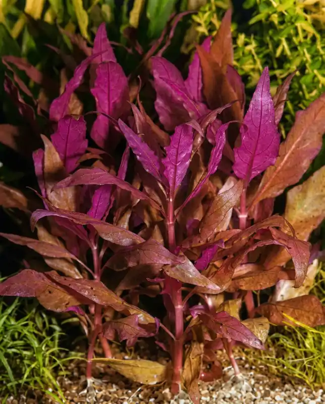 Dunkelrotes Papageienblatt: Alternanthera reineckii -Cardinalis- Direkt Vom Hersteller