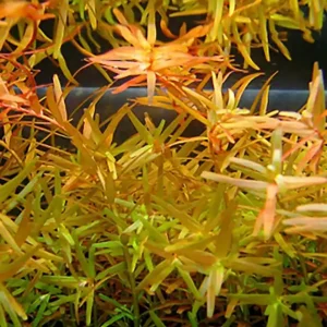 Indische Rotala, Cognacpflanze: Rotala indica Expressversand