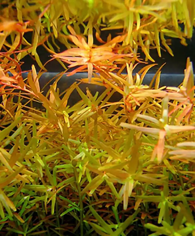 Indische Rotala, Cognacpflanze: Rotala indica Expressversand