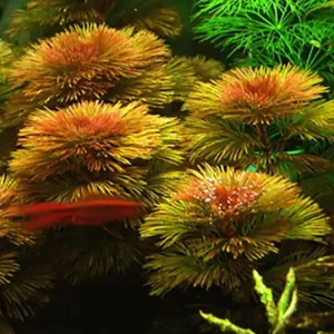 Gegabelte Haarnixe (Cabomba furcata, Cabomba piauhyensis) -Bund- Nur Für Kurze Zeit