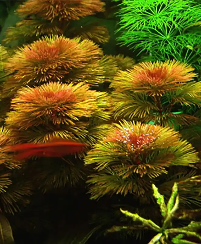 Gegabelte Haarnixe (Cabomba furcata, Cabomba piauhyensis) -Bund- Nur Für Kurze Zeit