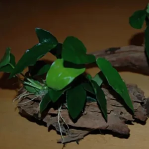 Neuheit Zwergspeerblatt auf Moorkienholz (Anubias barteri -nana-) 12-18 cm