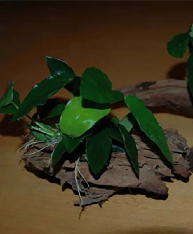 Neuheit Zwergspeerblatt auf Moorkienholz (Anubias barteri -nana-) 12-18 cm