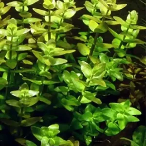 Großes Fettblatt: Bacopa caroliniana bzw. amplexcaulis -Bund- Kracherpreis