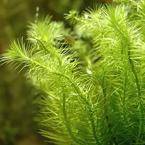 Preis Gesenkt Mooskraut: Mayaca fluviatilis -Bund-