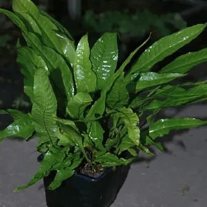 Billig Javafarn: Microsorum pteropus -Topf-