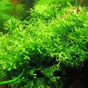 Preisknaller Windelov-Javafarn: Microsorum pteropus -Windelov -Topf-