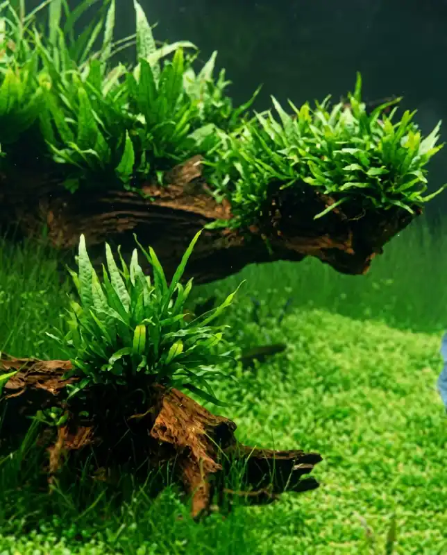 Mini-Javafarn (Microsorum pteropus -Mini-) -Topf- Kracherpreis