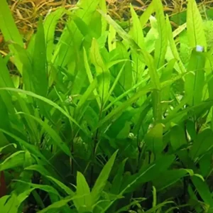 Rabatt Schmalblättriger Wasserfreund, Thailändischer Wasserfreund: Hygrophila corymbosa -Stricta Thai- -Topf