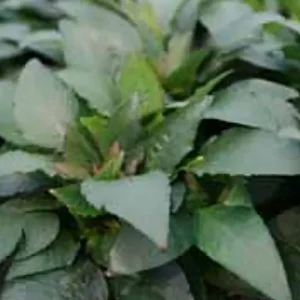 Zwerg-Wasserfreund, Mini-Wasserfreund, Mini-Kirschblatt: Hygrophila corymbosa Var. mini - Letzte Chance