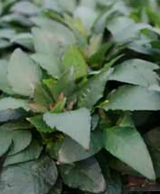 Zwerg-Wasserfreund, Mini-Wasserfreund, Mini-Kirschblatt: Hygrophila corymbosa Var. mini - Letzte Chance