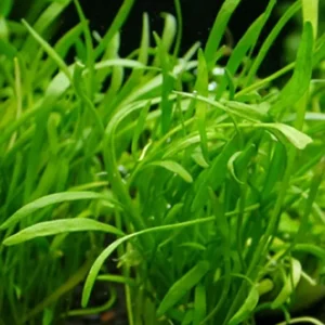 Preis Gesenkt Neuseelandgras, Brasilianische Graspflanze: Lilaeopsis brasiliensis -Topf-
