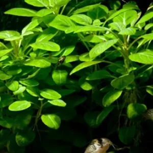Neuheit Kardinalslobelie: Lobelia cardinalis -Topf-