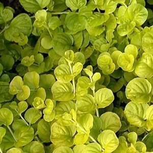 Neuheit Gelbes Pfennigkraut: Lysimachia nummularia -Aurea- -Topf-