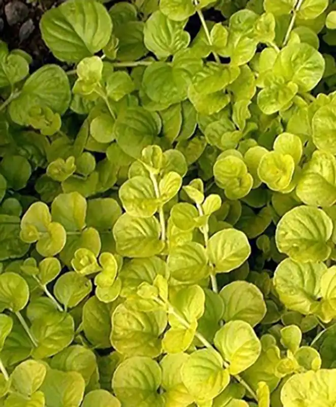 Neuheit Gelbes Pfennigkraut: Lysimachia nummularia -Aurea- -Topf-