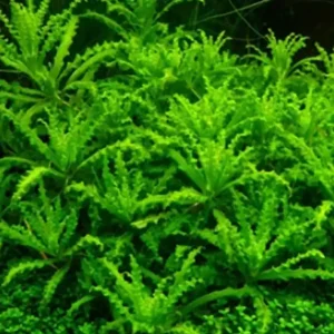 Aktuell Kleiner Wasserstern: Pogostemon helferi -Topf-