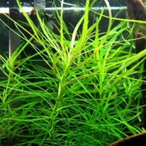 Knallerangebot Quirlblättrige Sternpflanze: Pogostemon stellatus (Eustralis stellata)