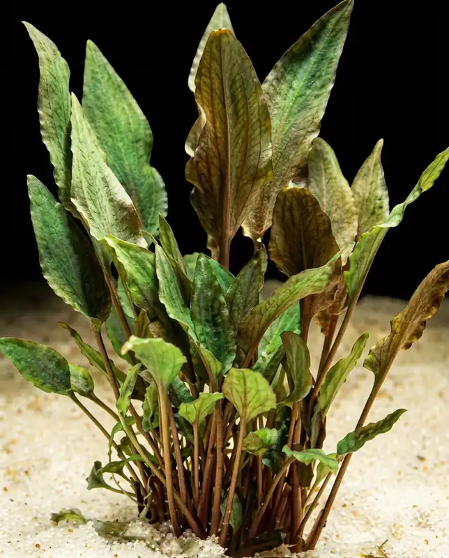 Begrenztes Angebot Walkers Wasserkelch: Cryptocoryne walkeri -im Topf-