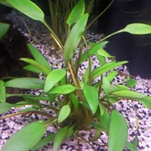 Sofort Bestellen Nevills Wasserkelch: Cryptocoryne x willisii 'Nevillii' -Topf-