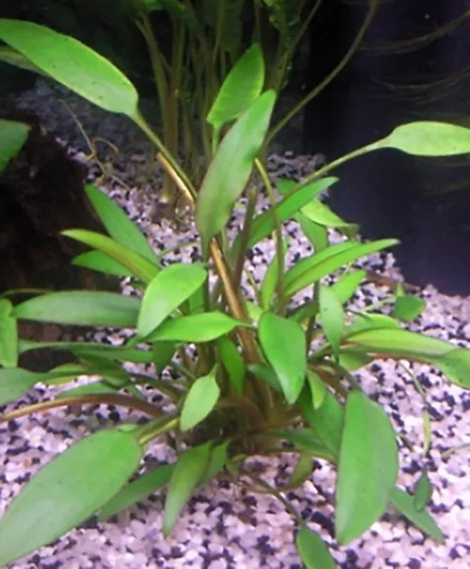 Sofort Bestellen Nevills Wasserkelch: Cryptocoryne x willisii 'Nevillii' -Topf-