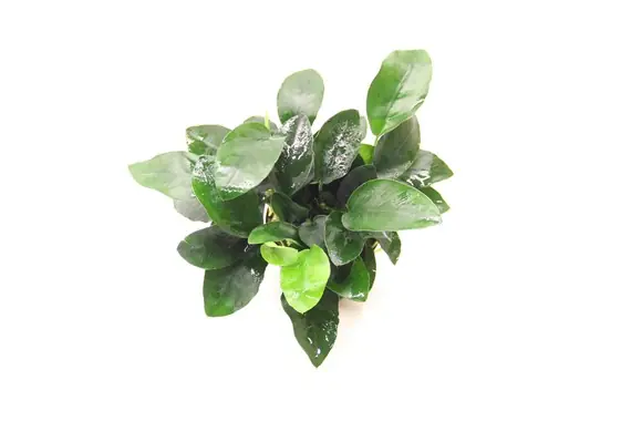 Bestpreis Mini-Zwergspeerblatt: Anubias barteri Nana var. petite -Topf-